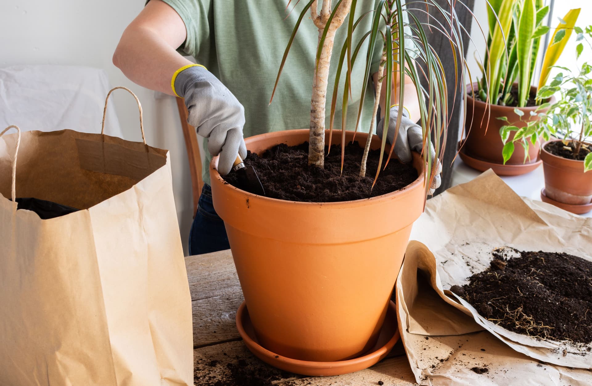 Dracaena potting