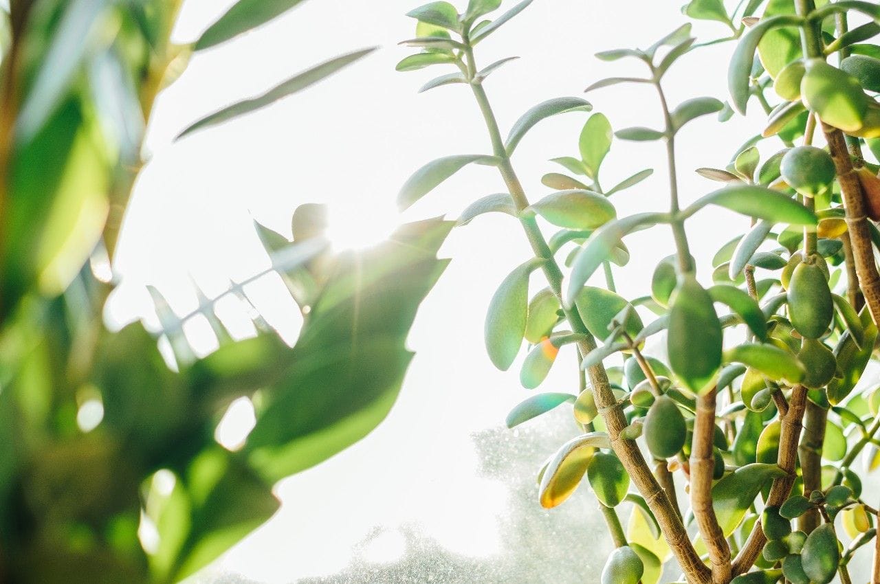 sun and plants