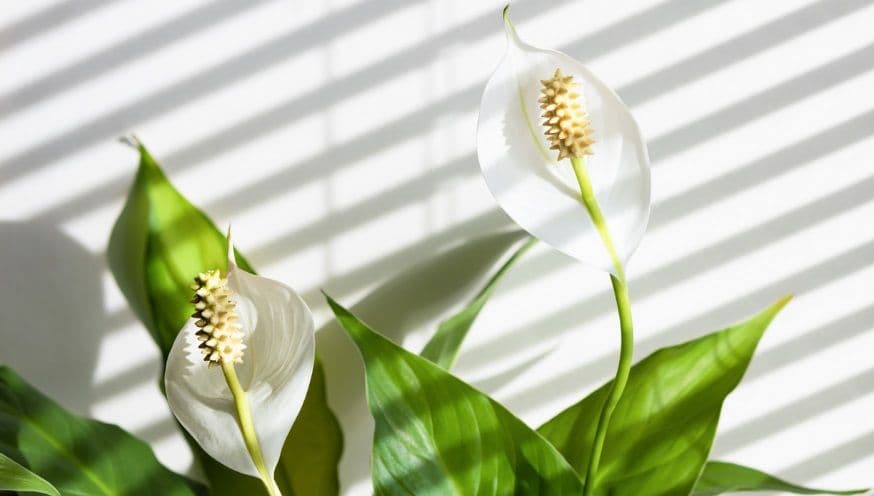 peace lilly 2.jpg