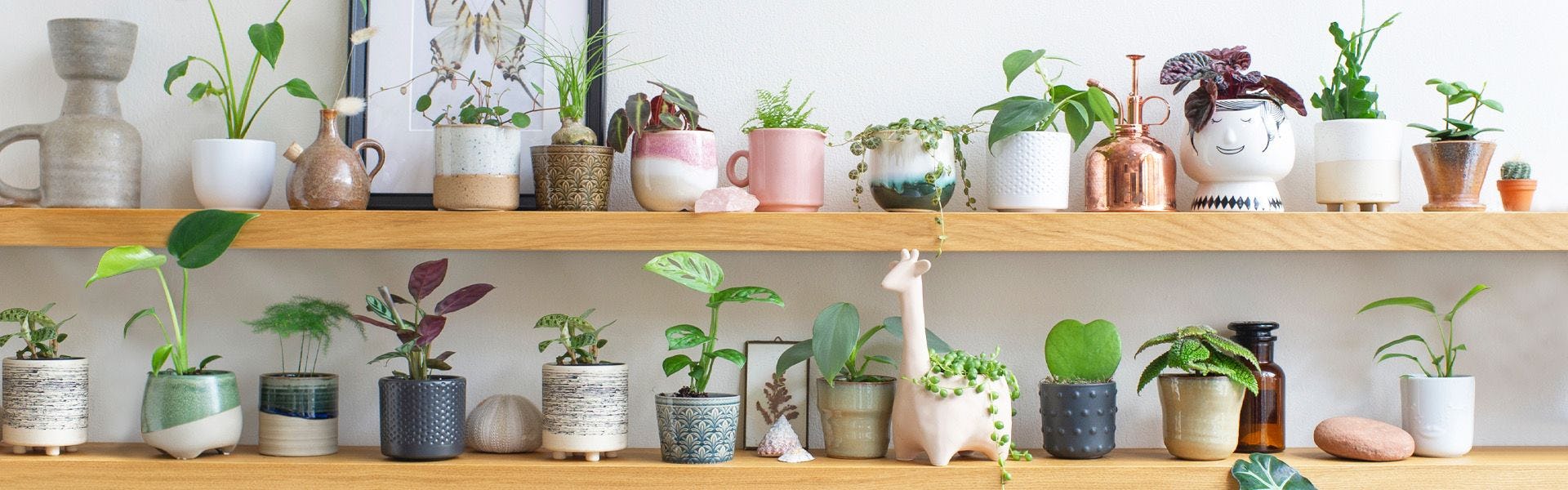 styled plants and pots