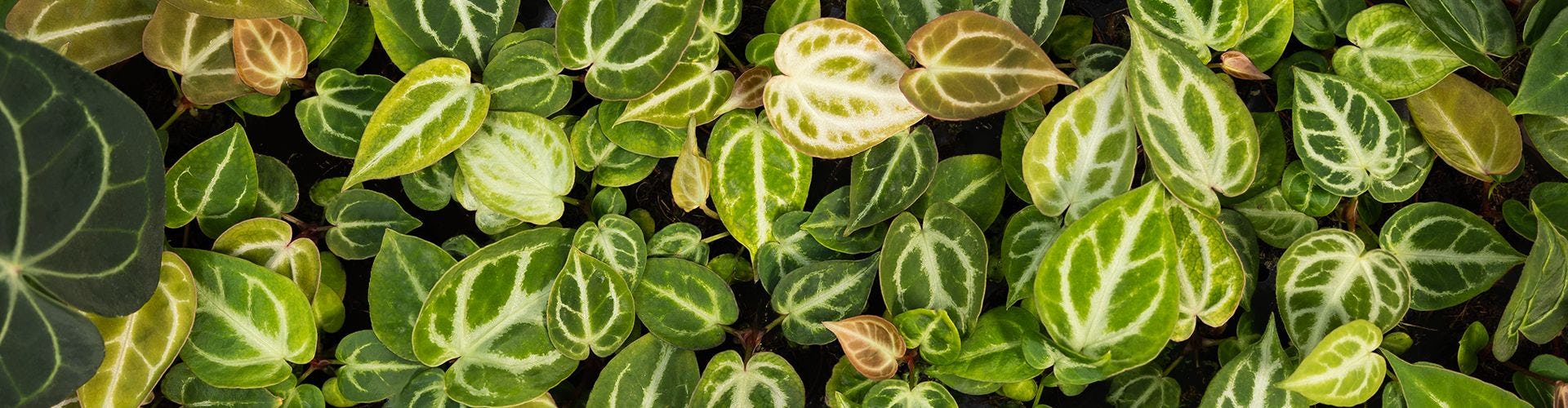 Verzorging van Anthurium: deskundige tips voor planten PLNTS.com