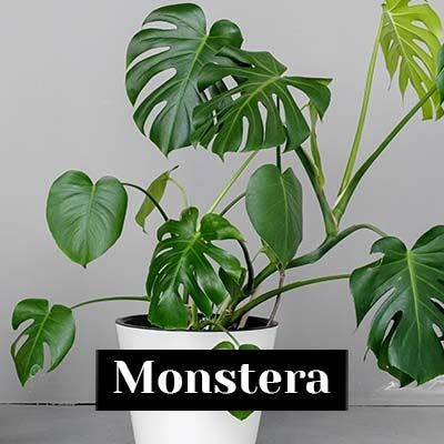 Monstera - care tips