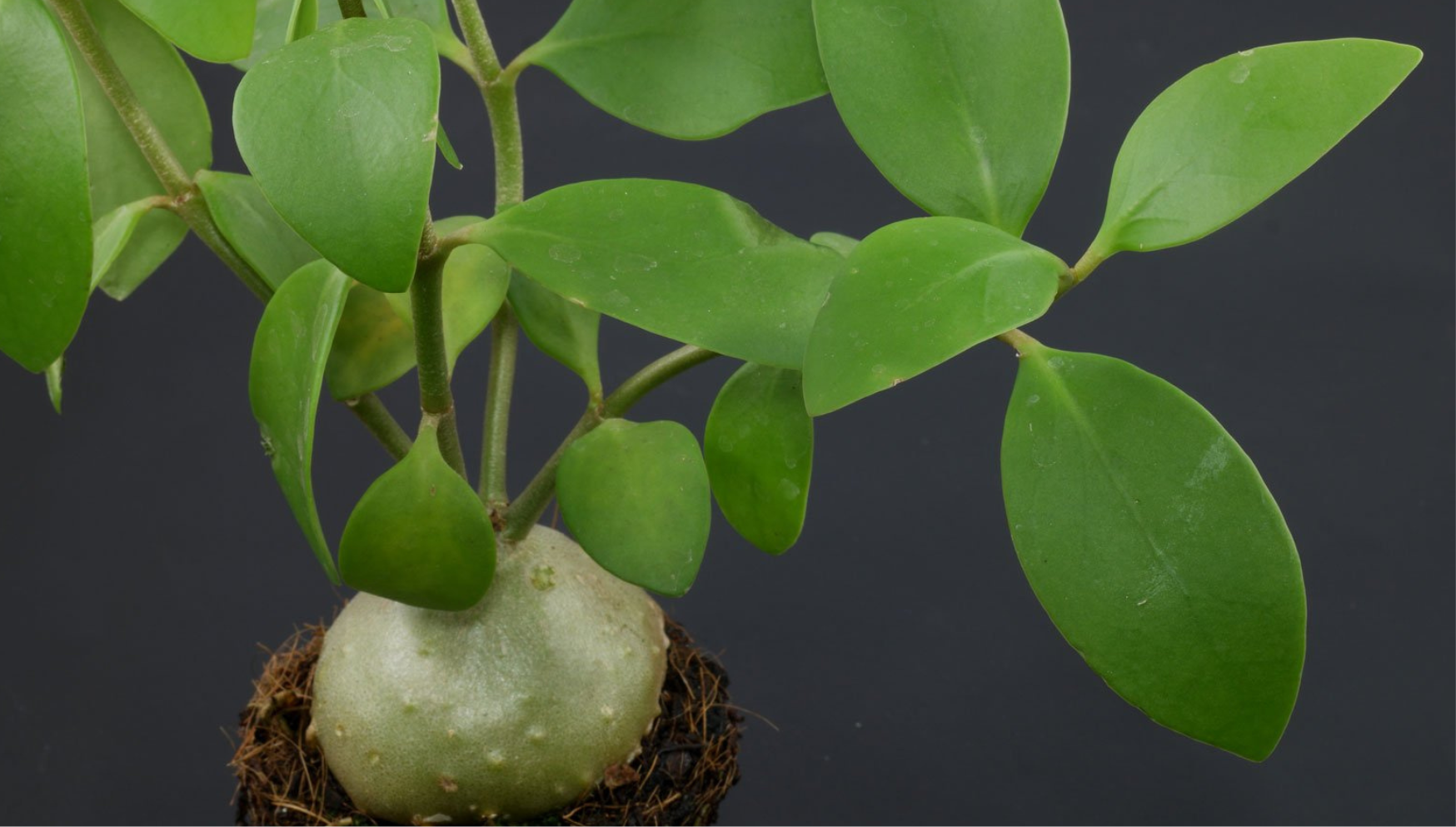 Hydnophytum plant