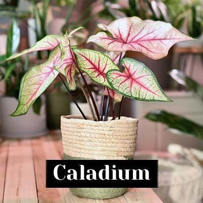 Caladium. - care tips