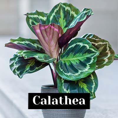 Calathea - care tips