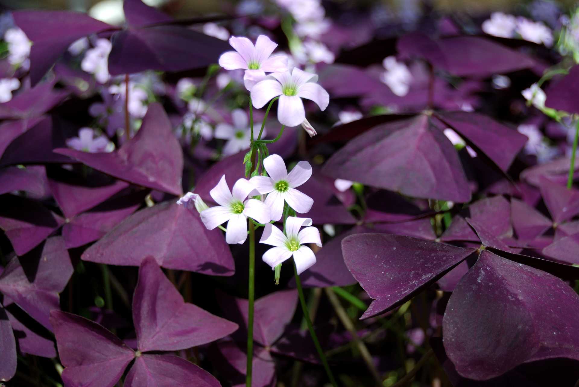 Oxalis care