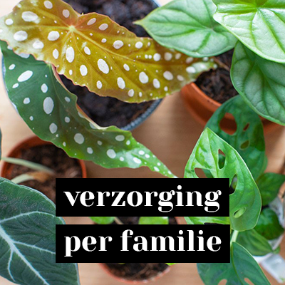 Plantverzorging per familie