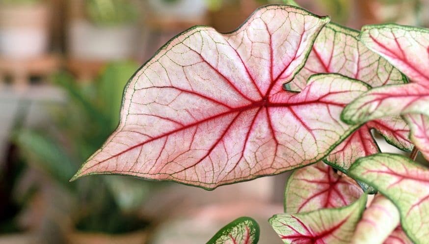 Caladium 3.jpg