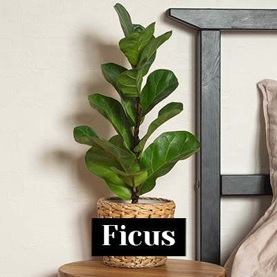 Ficus - care tips
