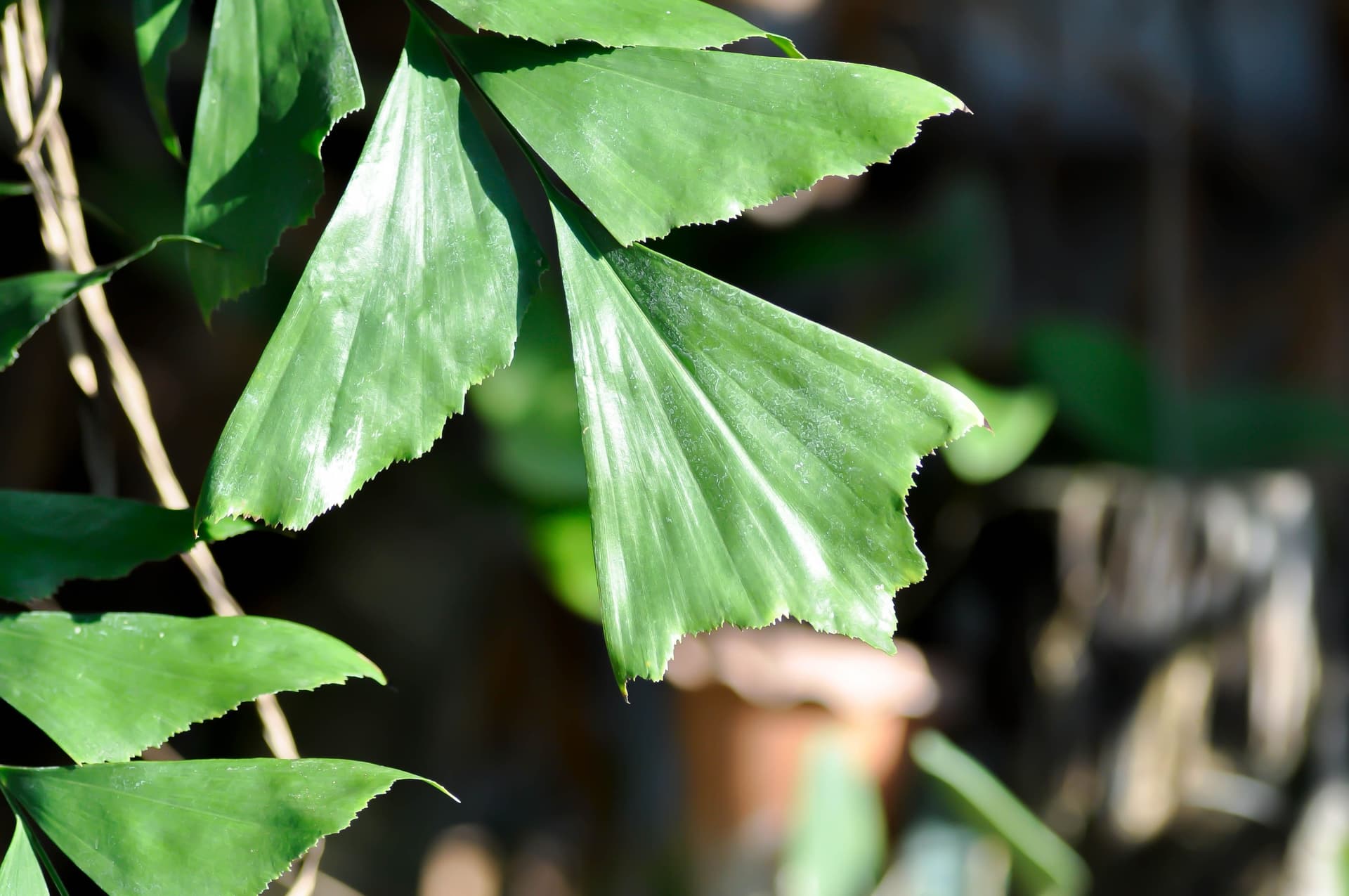 Caryota plant