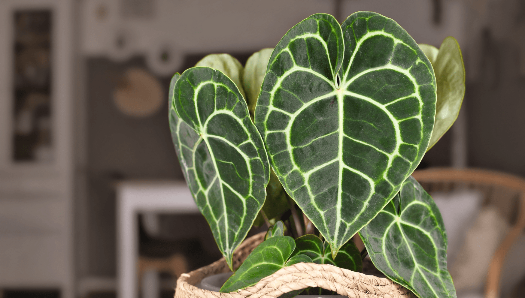 Anthurium plant family