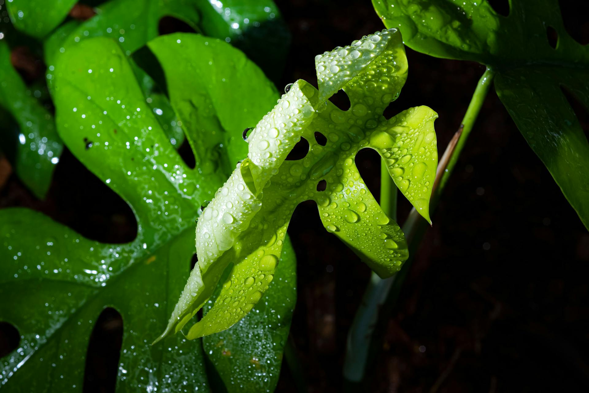 Rhaphidophora leaves