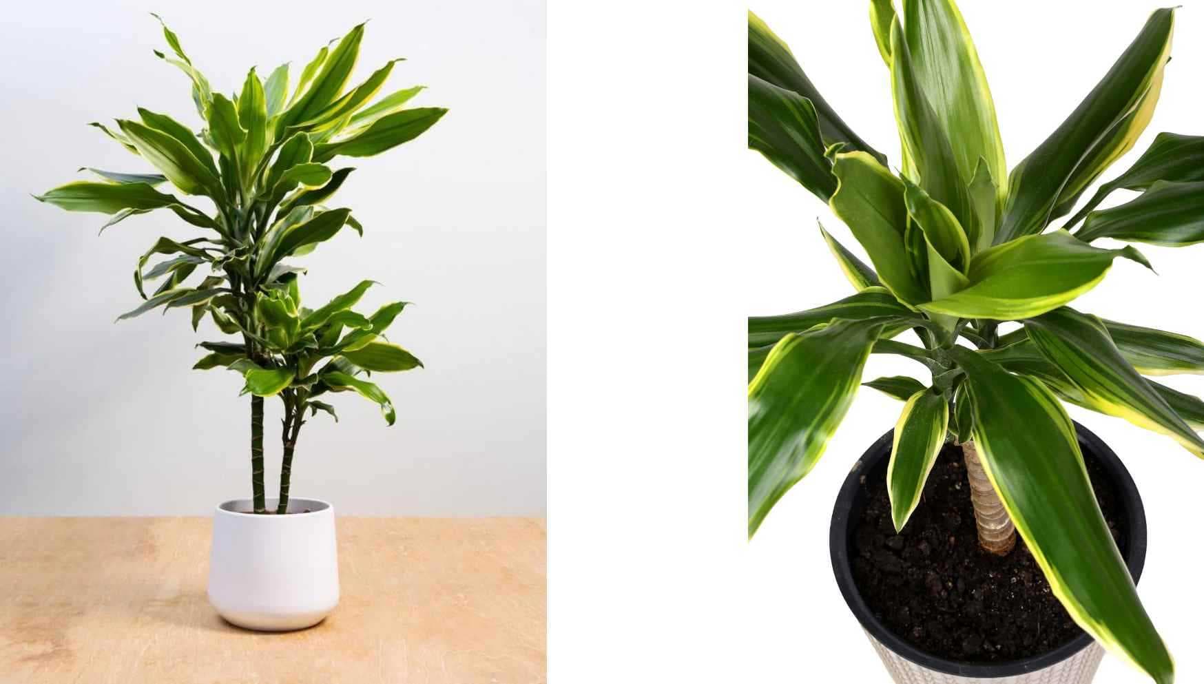 dracaena5.jpg