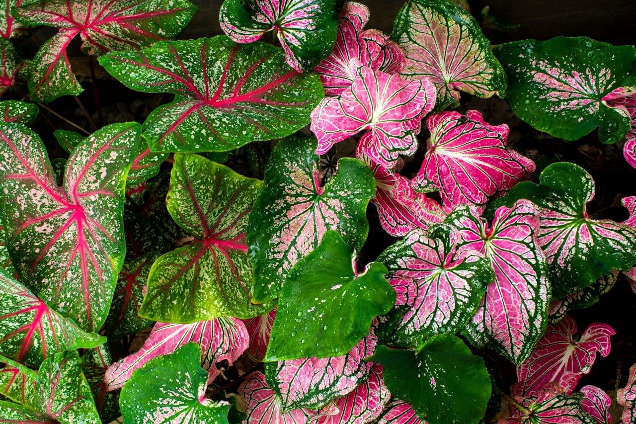 Caladium-kleurrijk-liggend.jpg