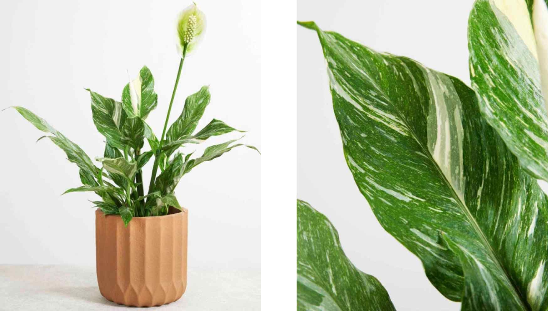 Spathiphyllum.jpg