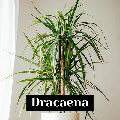 dracaena - care tips