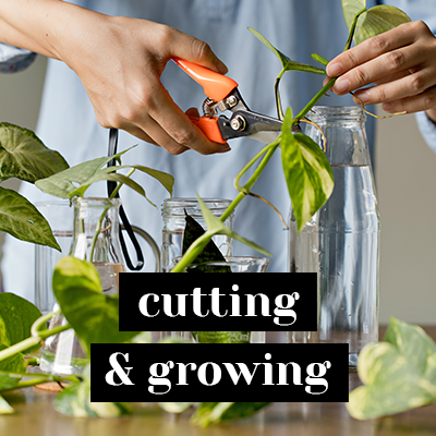 cutting and growing