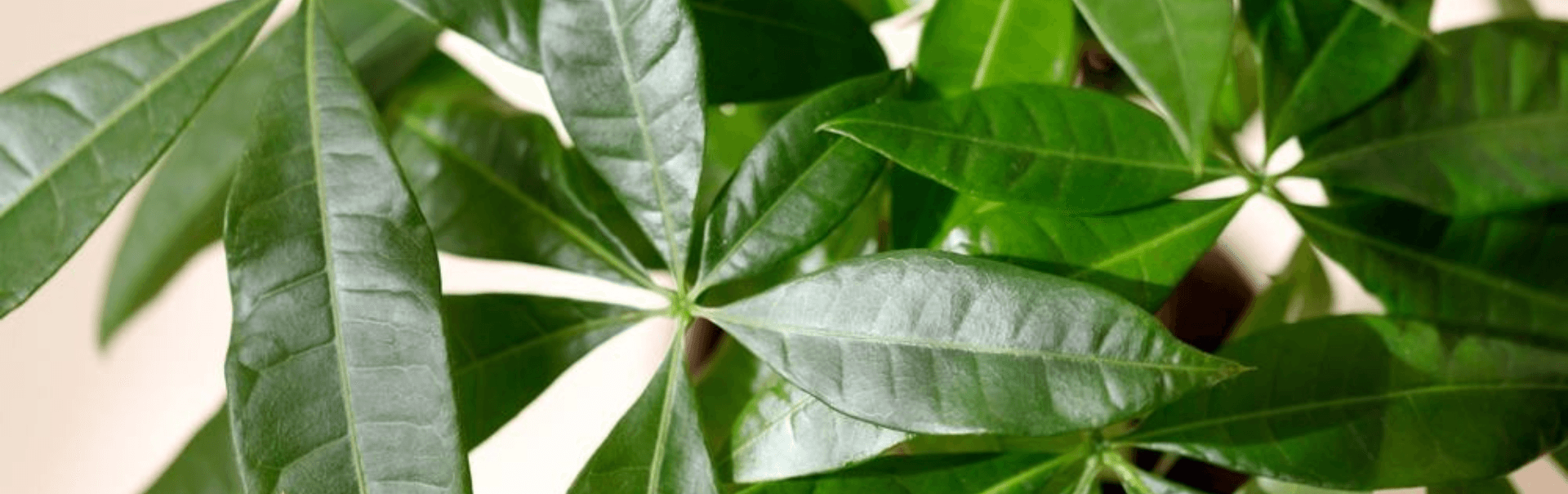 Pachira leaves