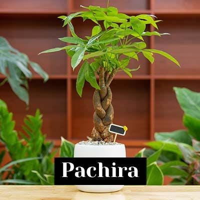 Pachira - care tips