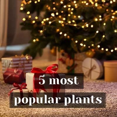 5 most popular plants that make the best gift