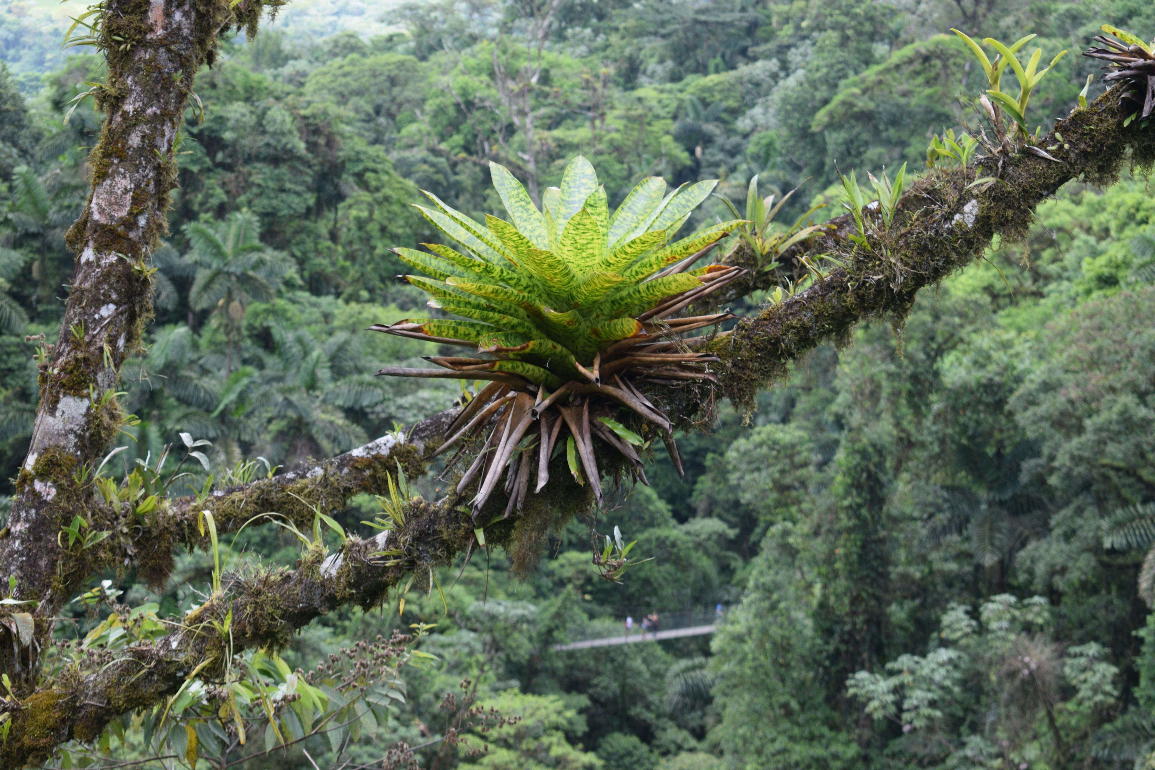 Epiphyte growing in tree