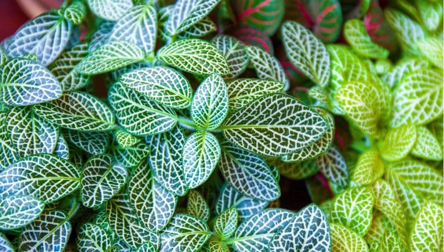 fittonia 5.jpg