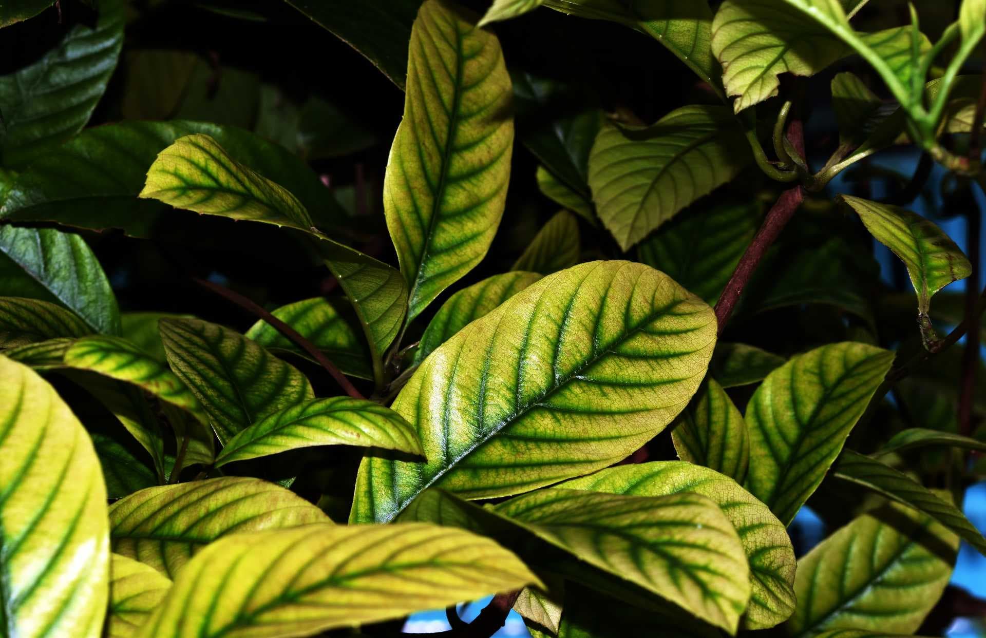 leaf chlorosis.jpg