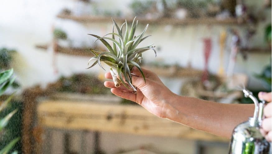 tillandsia 3.jpg