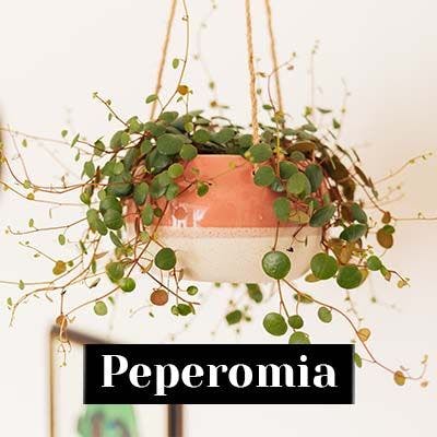 Peperomia - care tips