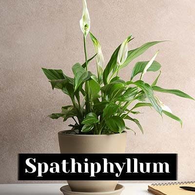 Spathiphyllum - care tips