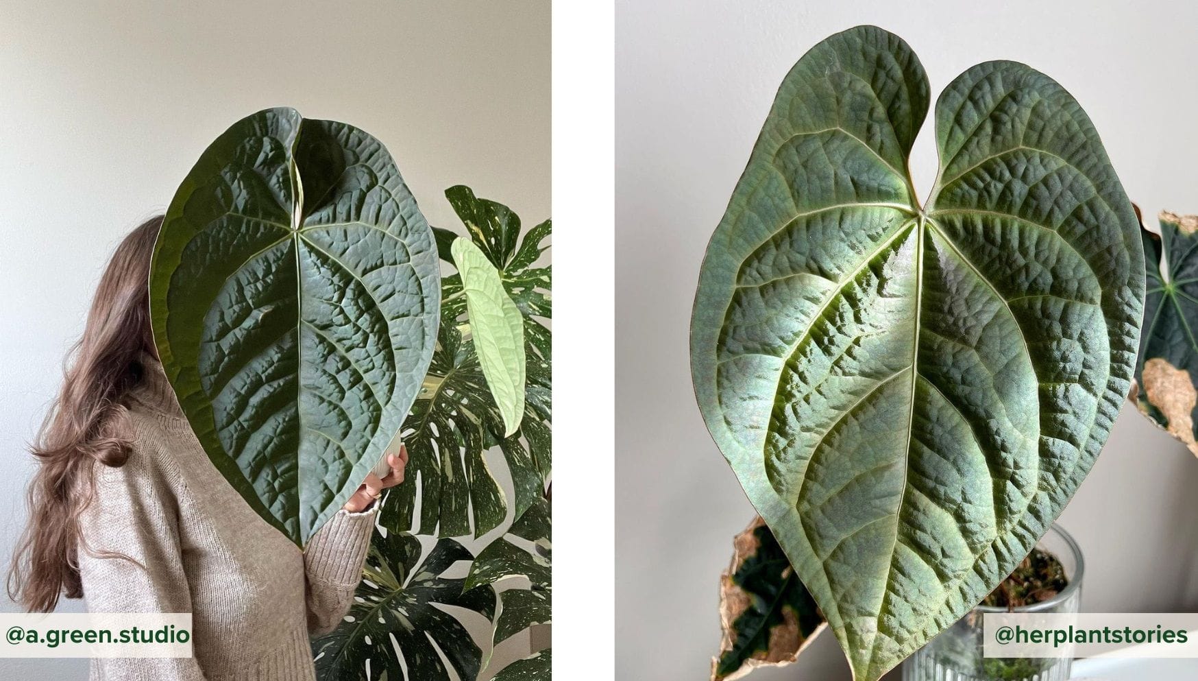 Anthurium Crystallinum x Luxurians.jpg