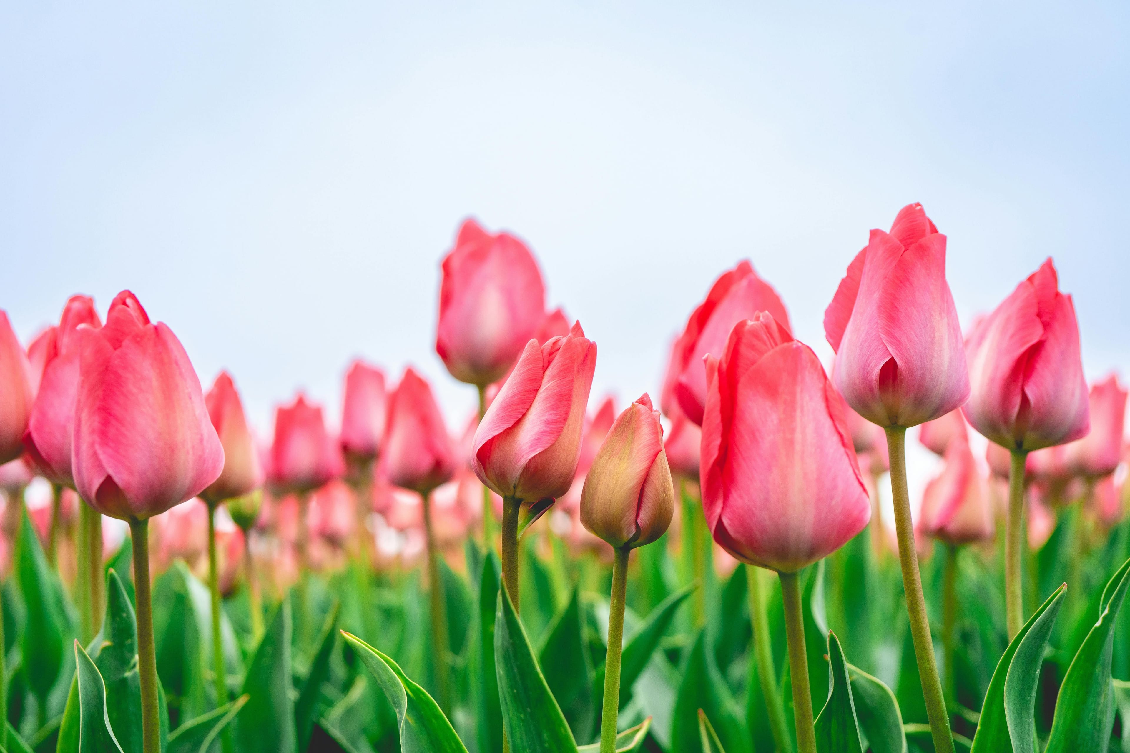 Blog banner top 10 most beautiful flower bulbs