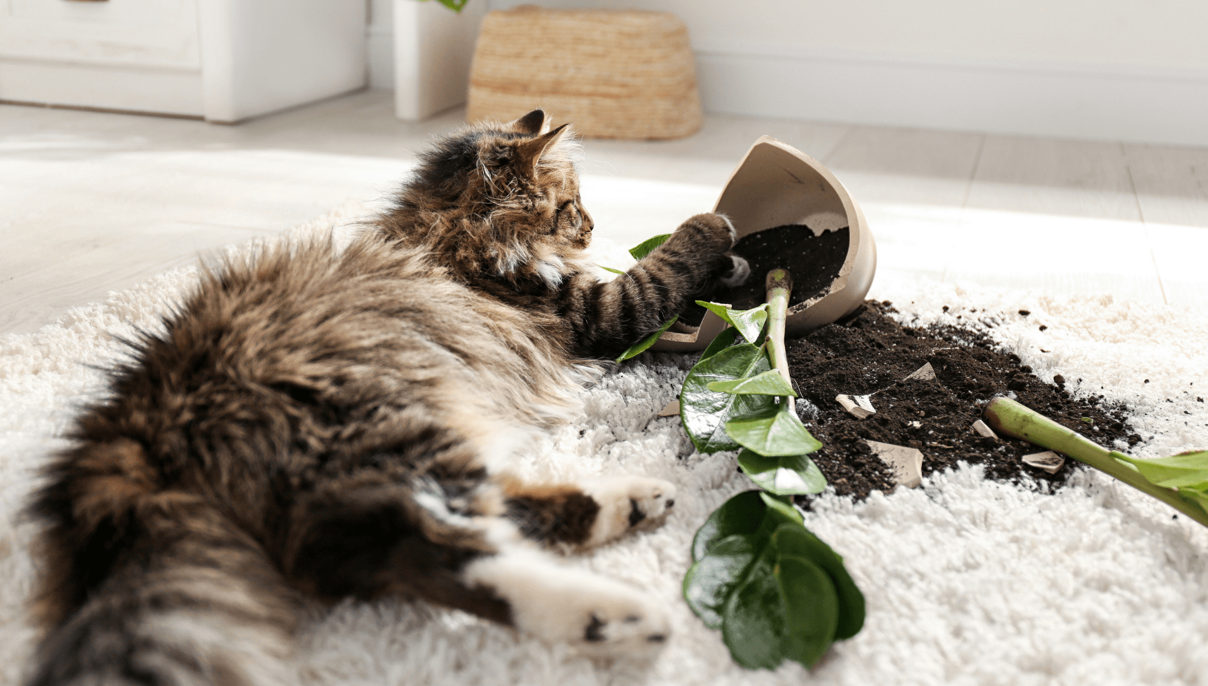 Cat with broken plant pot.png