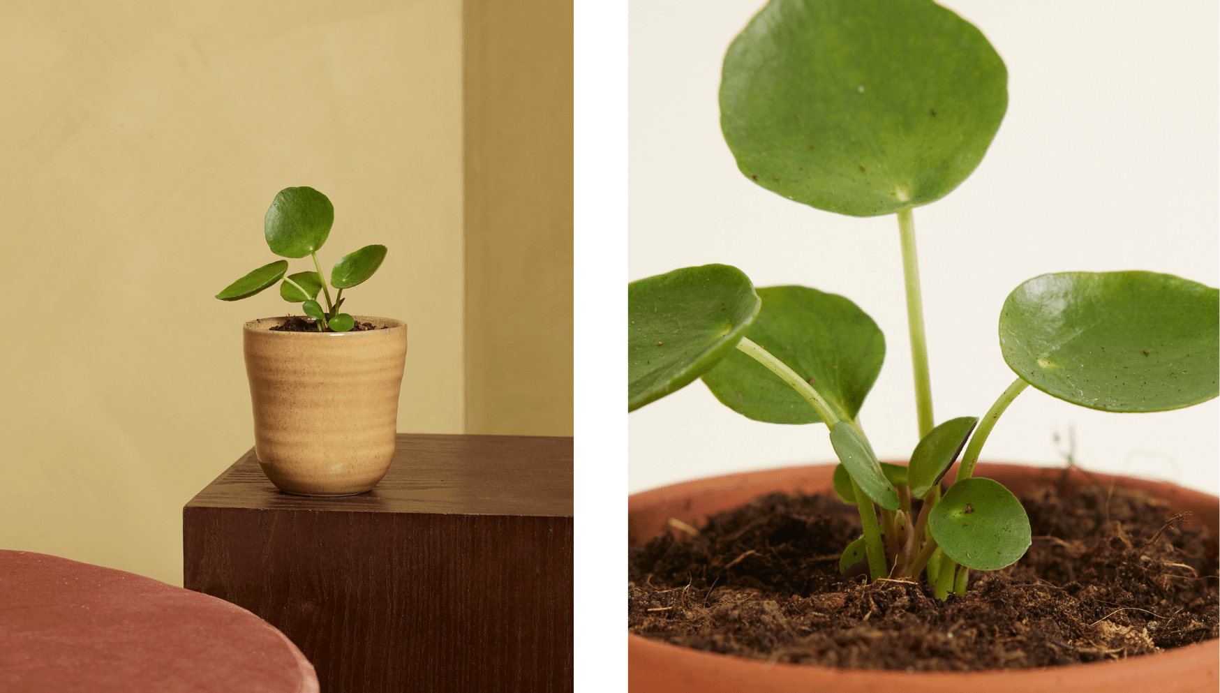 Chinese Money Plant - Pilea Peperomioides.png