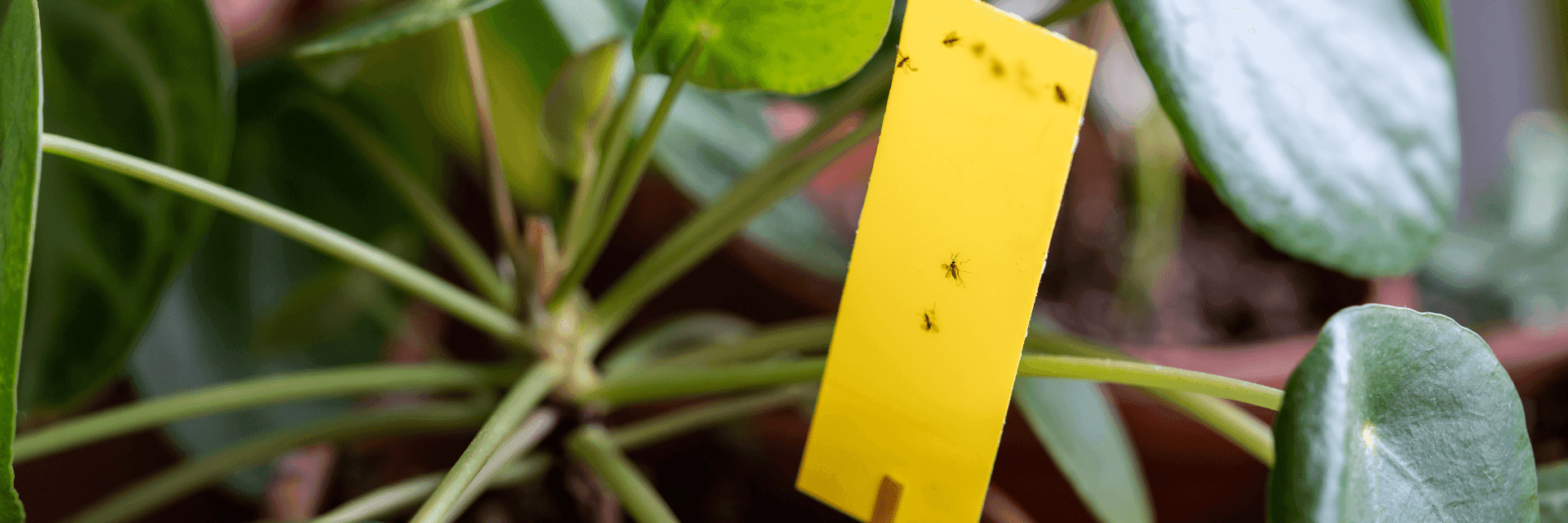 Fungus gnats biological pest control banner