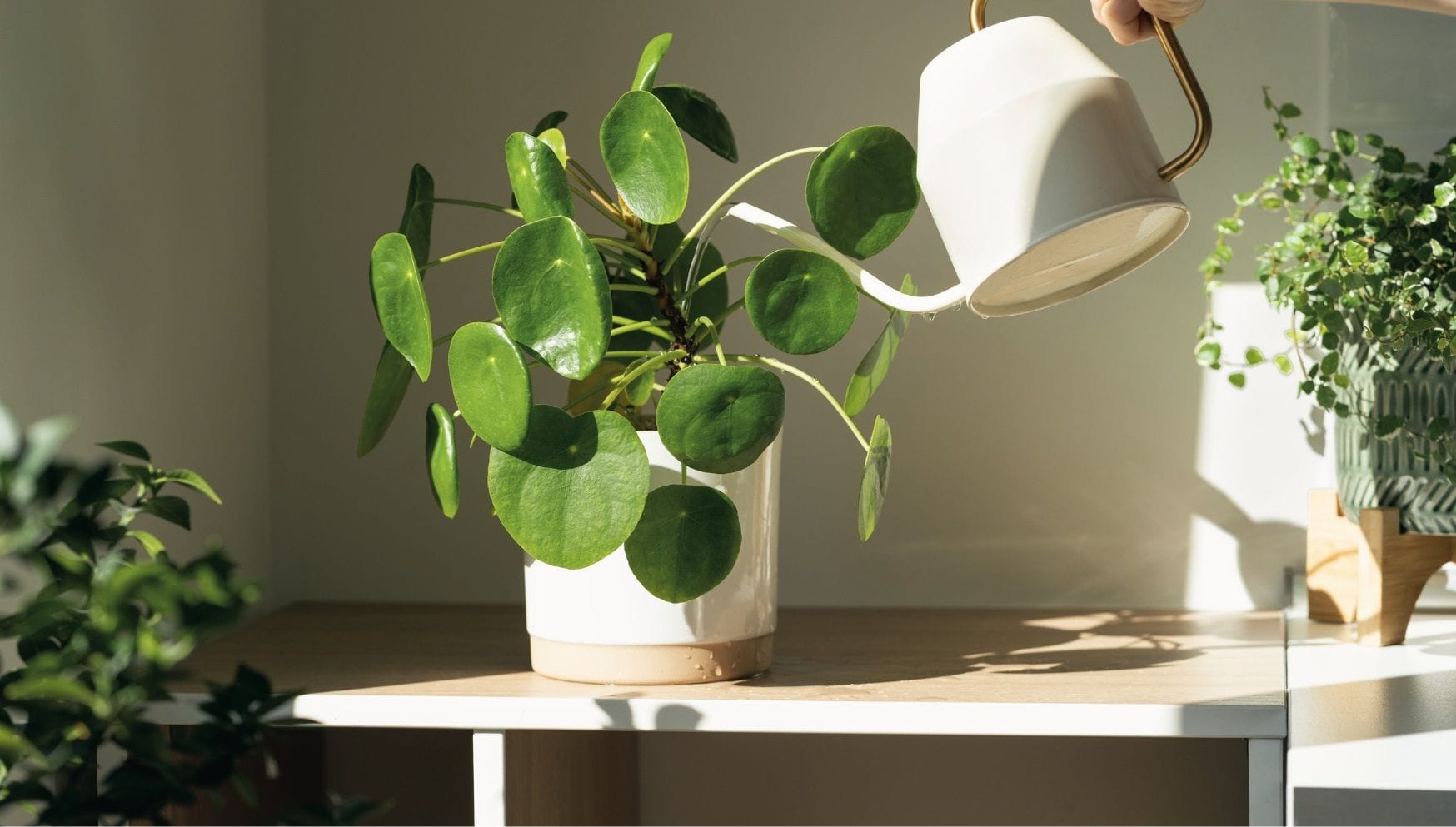 Giving your plants liquid fertilizer in water.jpg