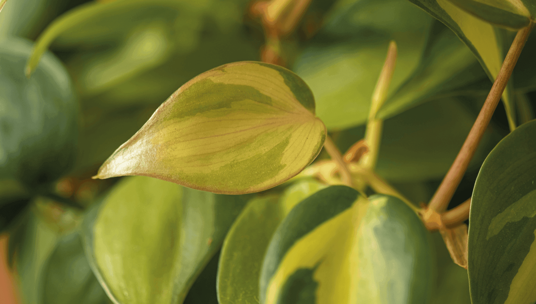 Hanging plant, choosing the cutting