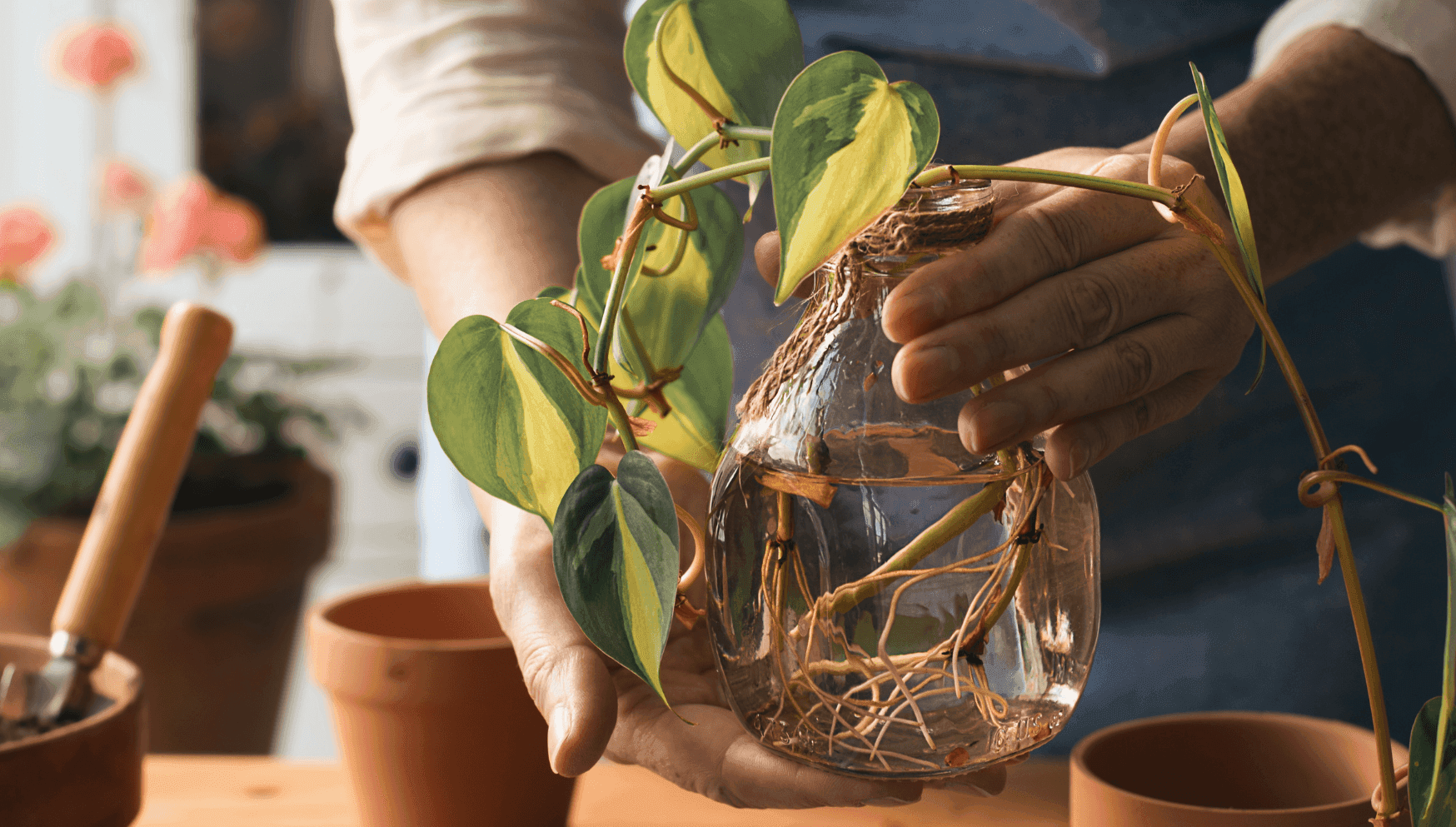 Hanging plant cutting rooting on water