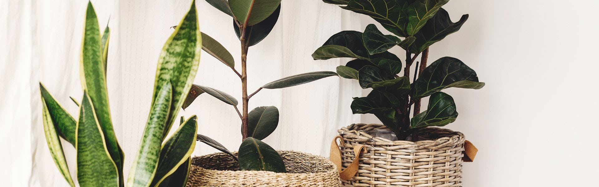 Houseplant that grow on stems banner