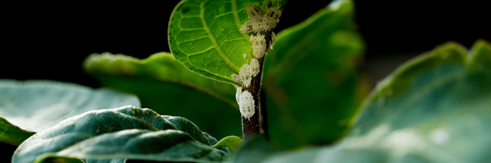 How to get rid of mealybugs banner
