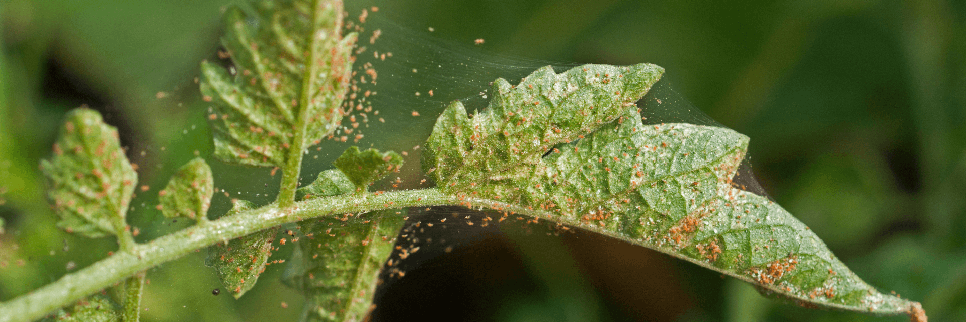 How to get rid of spider mite banner