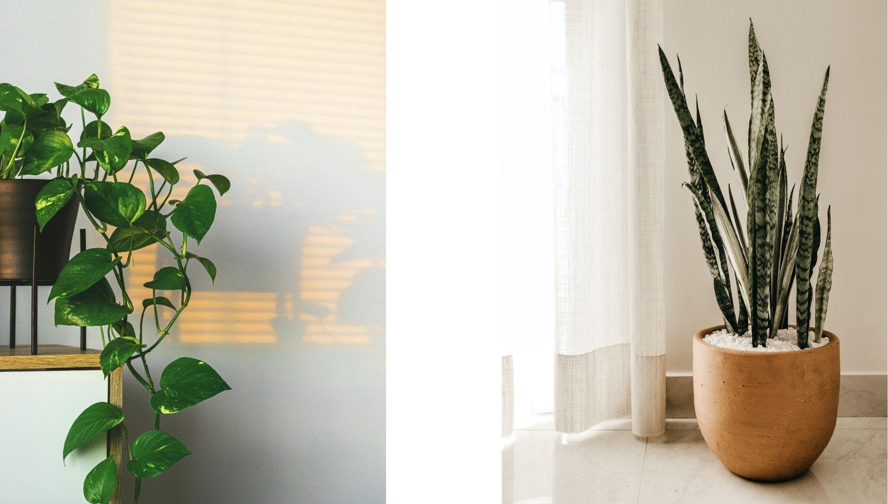Indoor plants for low light.jpg