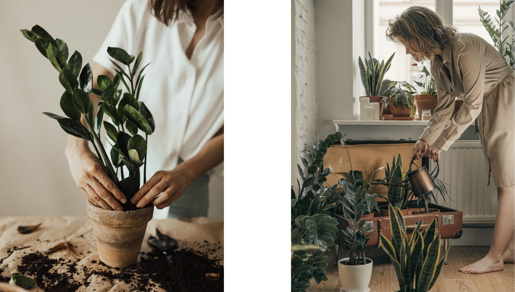 Indoor plants general care