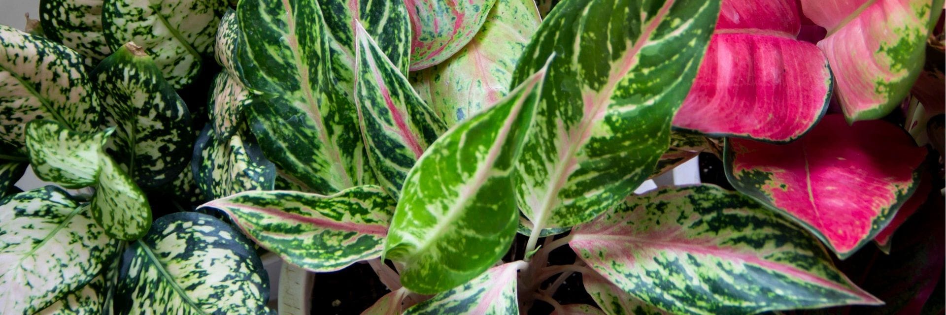Most wanted Aglaonema varieties banner