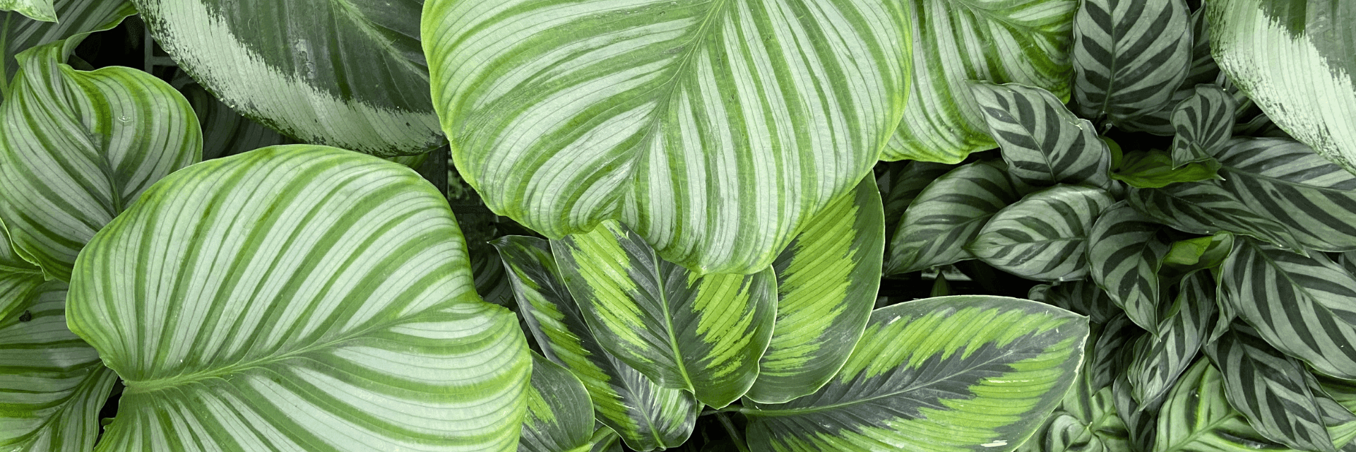 Most wanted Calathea varieties 2024 banner