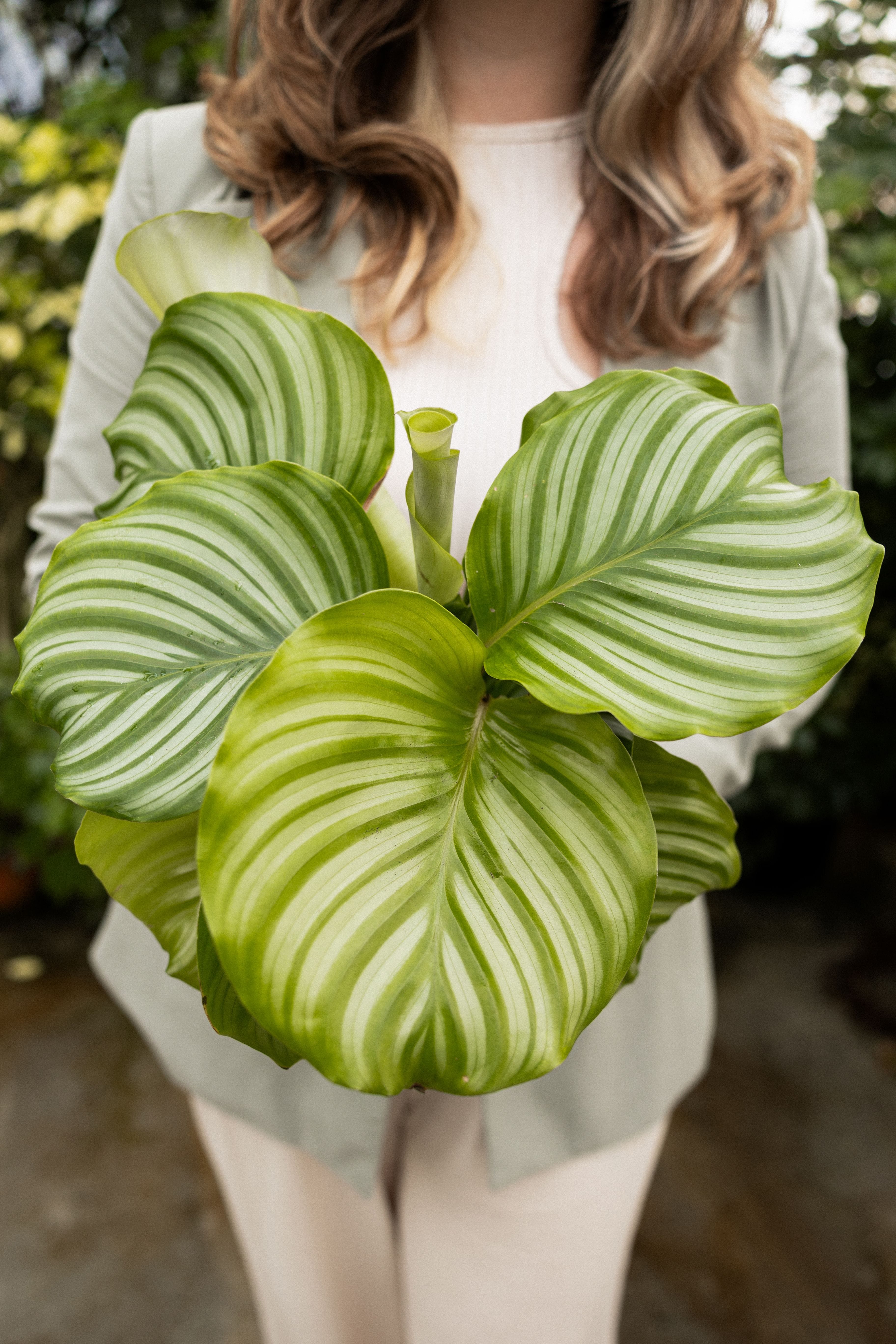 POTM Orbifolia - 2