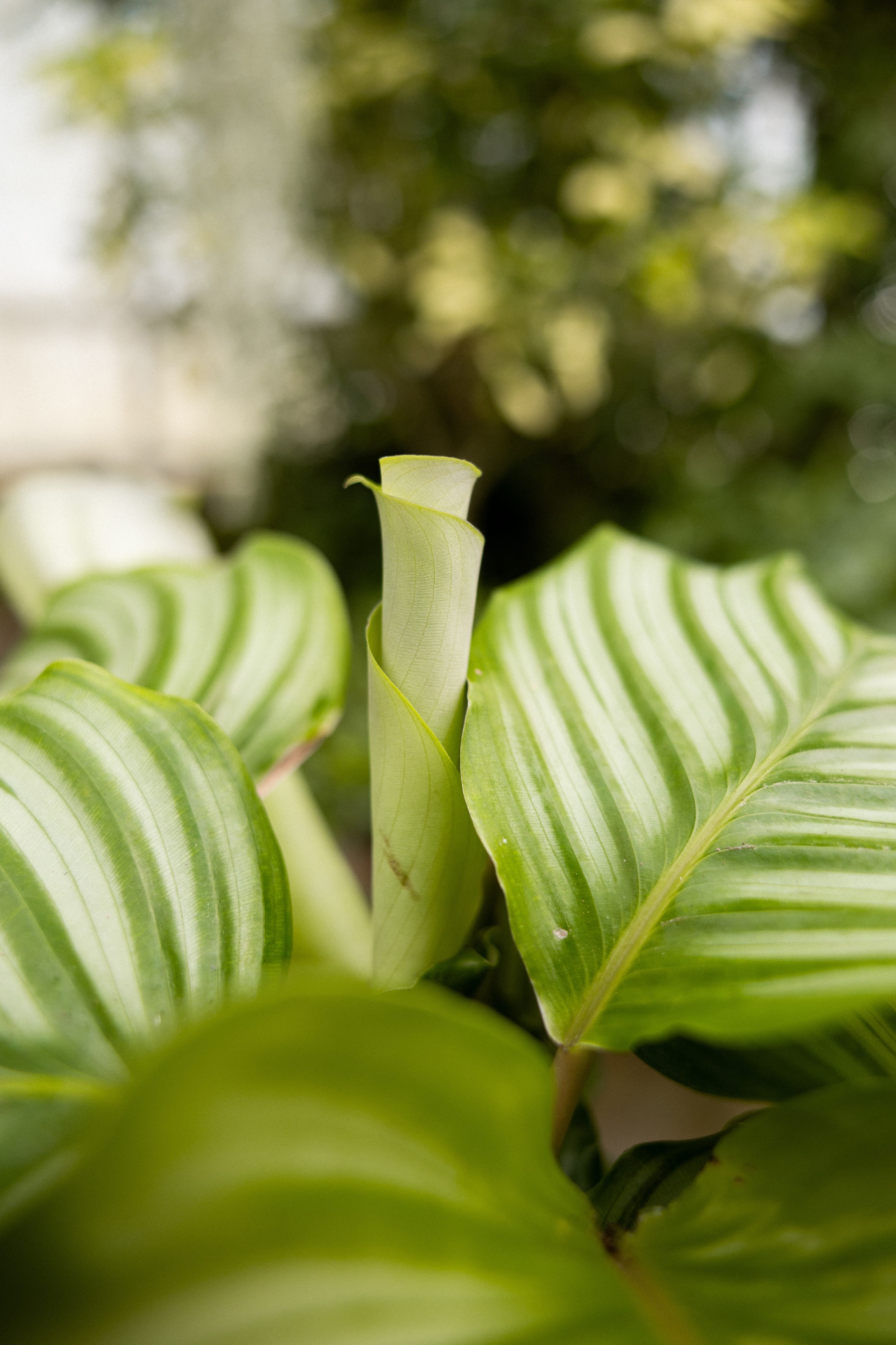 POTM Orbifolia - 745
