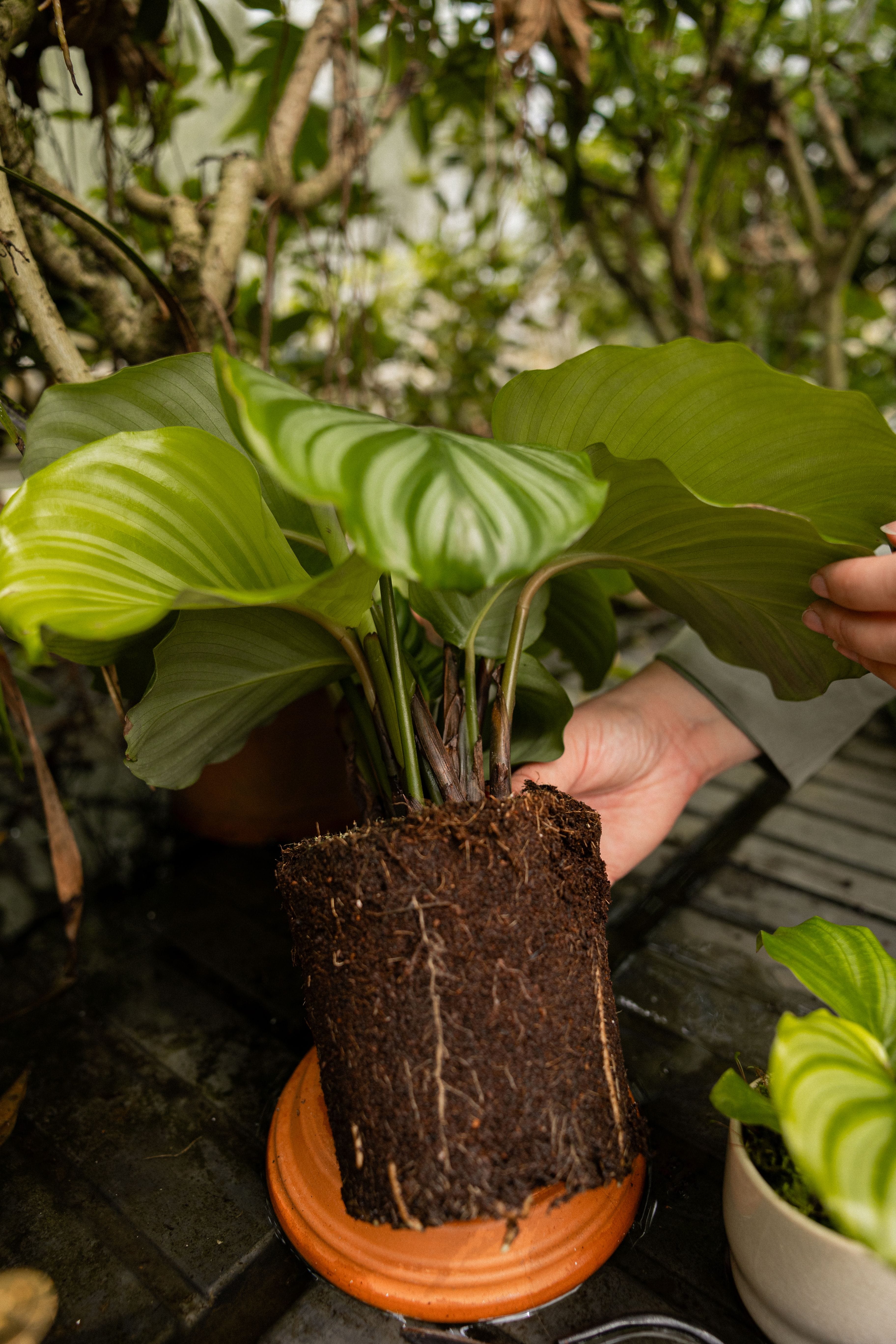 POTM Orbifolia - 829