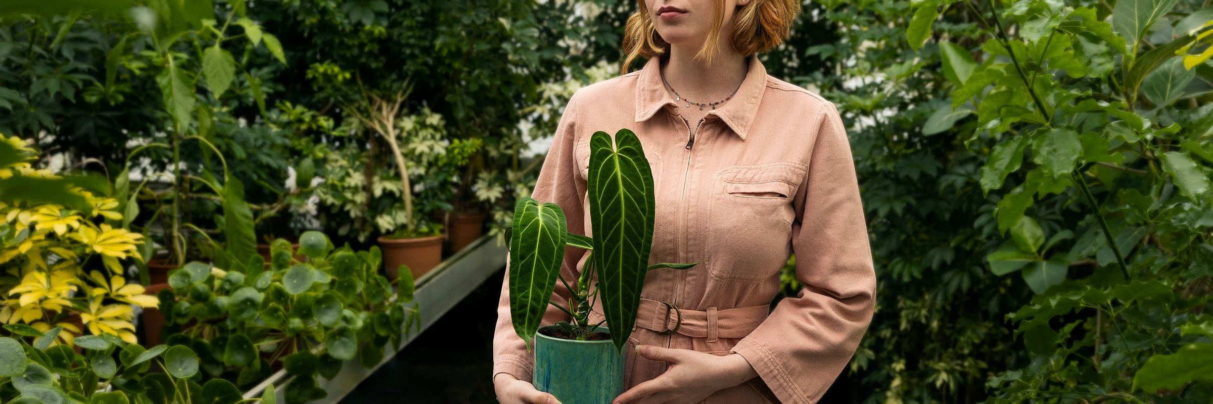 PlantoftheMonth-Augustus-Claudia-banner
