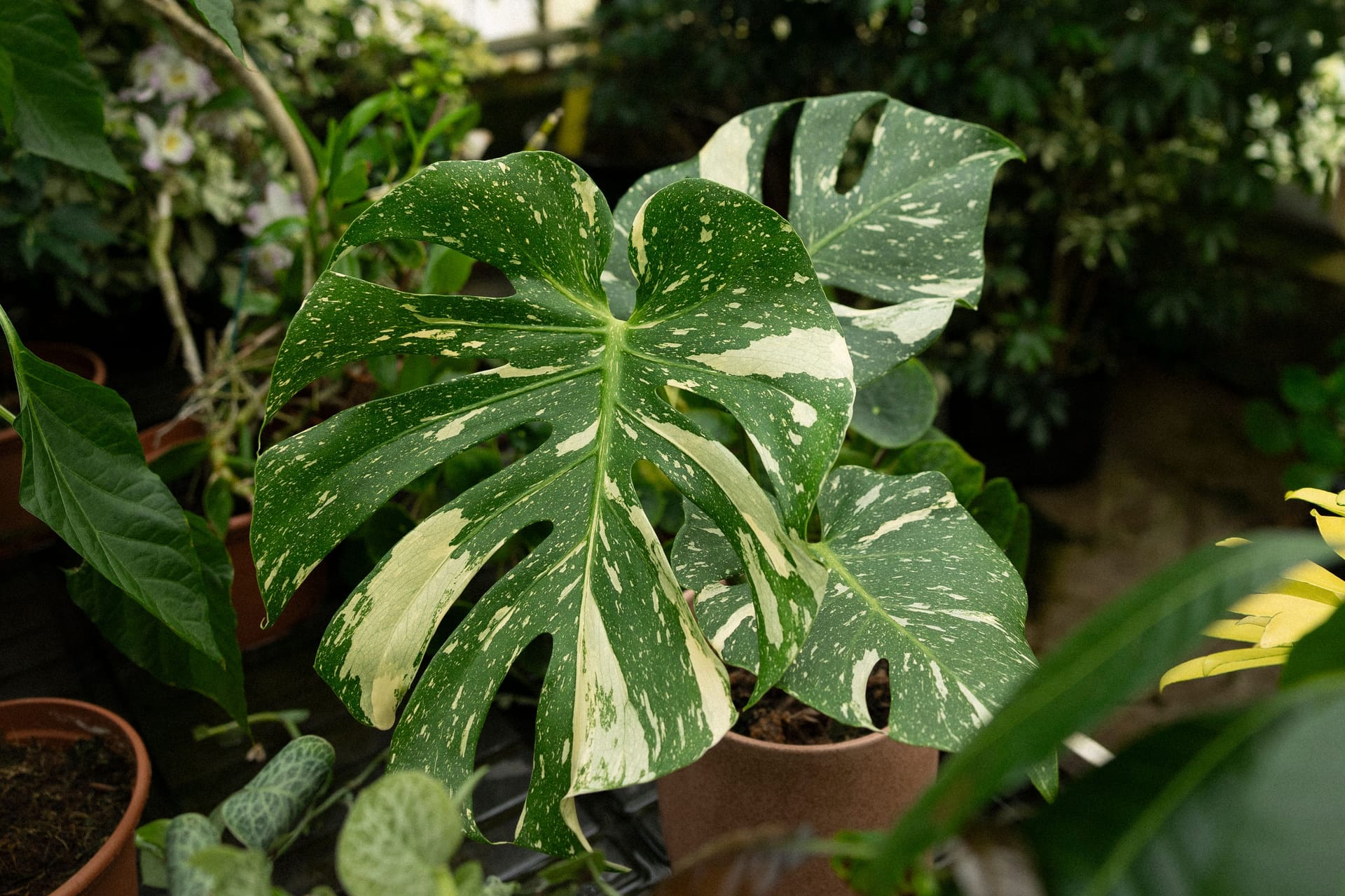 PlantoftheMonth-Juli_Monstera Thai Constellation-038.jpg